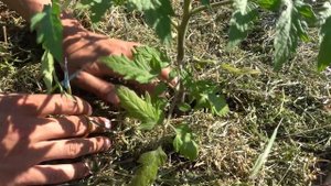 ПАСЫНКОВАНИЕ ТОМАТОВ КРУПНЫМ ПЛАНОМ / ВЫРАЩИВАЕМ ТОМАТЫ,  А НЕ БОТВУ!