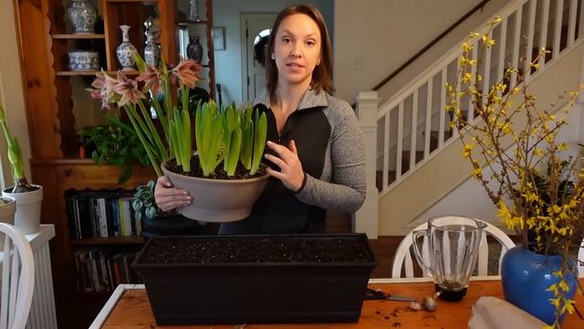 Forcing Daffodils, Hyacinths, and Anemones + Recreating Sarah Raven's EPIC Amaryllis Planter!! смотреть онлайн