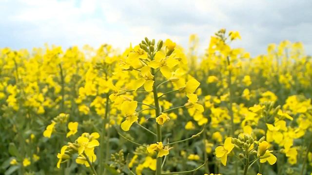 Рапсовое поле смотреть онлайн