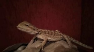 Бородатая агама )