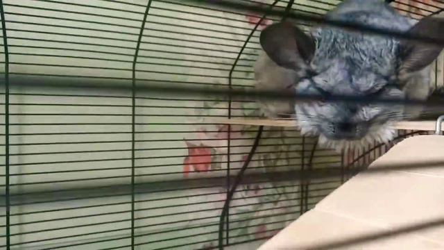 Завтра в 18:00 выйдет новое видео о моих зайках . Не пропустите премьеру..♥️♥️♥️♥️😘😘😘😘😘14.05 смотреть онлайн