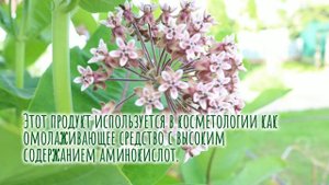 Медоносные растения которые можно посадить на садовом участке.