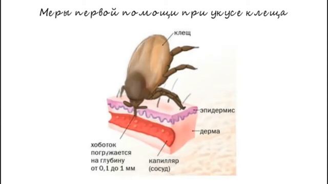 Укусы клещей - Укусы клещей - Справочник MSD Версия для …