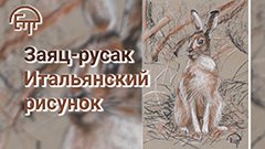 Заяц русак. Итальянский рисунок