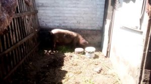 Вес Свиньи в 6 месяцев. Ландрас. Может ли быть такое ?