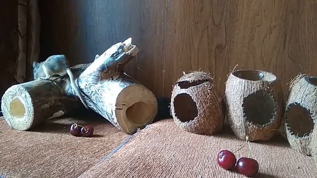 Мышь песчанка  Песчанка в домашних условиях  Как ухаживать за песчанкой  Видео про домашних животны