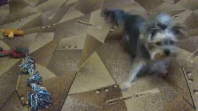 MVI 1395 копия online video cutter com смотреть онлайн