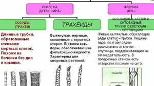 Механические и проводящие ткани растений. Биология.