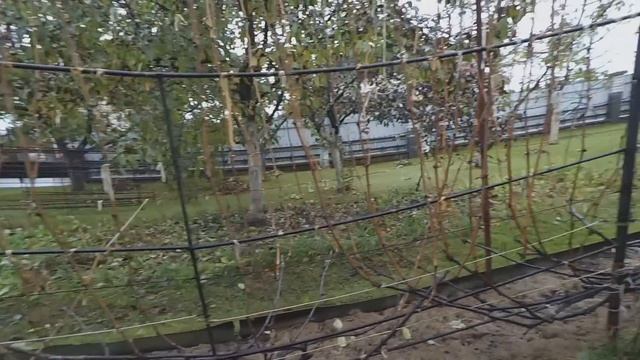 Подготовка виноградника к укрытию. смотреть онлайн