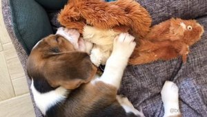 Игрушки для щенков (Toys for puppies) / Бигль Найсон