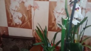 Несколько советов про орхидеи:Мильтония, Камбрия  или Фаленопсис