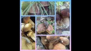 Где растут грибы_