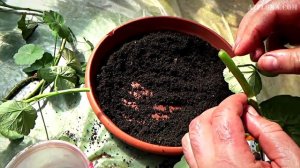 РАЗМНОЖЕНИЕ ГЕРАНИ ЧЕРЕНКОВАНИЕМ | ОБРЕЗКА И ОМОЛОЖЕНИЕ РАСТЕНИЯ