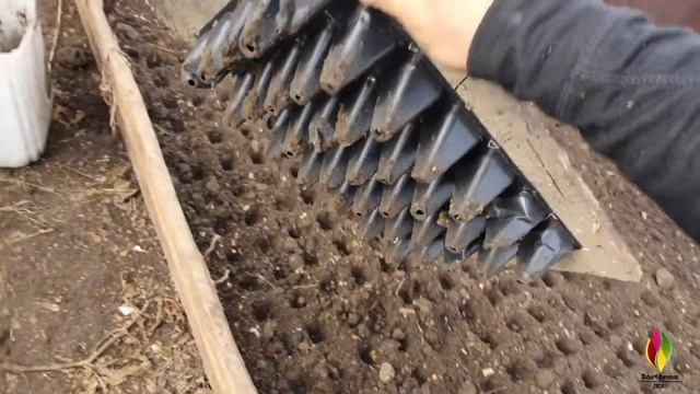 Посев редиса 22 января в теплицу смотреть онлайн