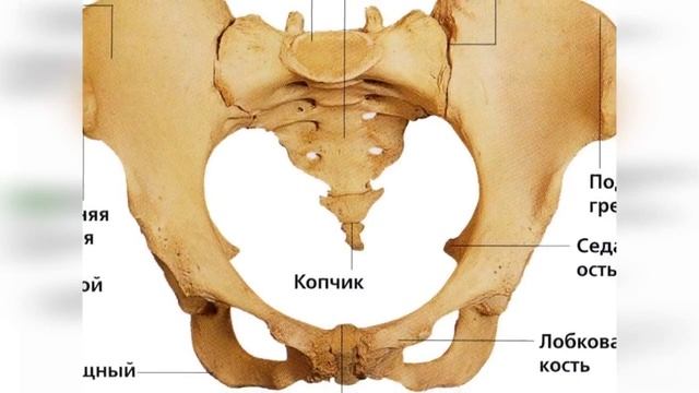 Подвздошная кость болит