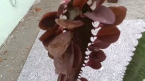 Euphorbia Trigona #african milk tree#tamil #containergardening #gardening#plants  @arivusgarden