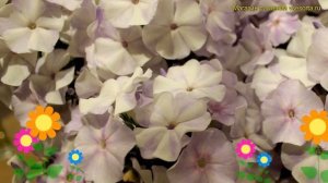 Флокс метельчатый Ладога. Краткий обзор, описание характеристик phlox paniculata Ladoga