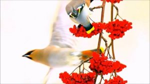 ПЛАКАЛА РЯБИНА. АНАТОЛИЙ КАШКА.