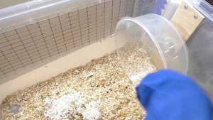 ХОМЯК С ПОМОЙКИ СПАСЕНИЕ ОТ КЛЕЩА / СПАСАЕМ ХОМКИ / Alisa Easy Pets