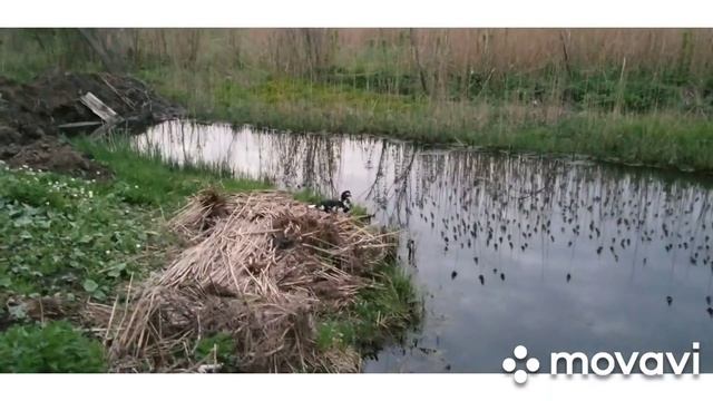 Река в огороде// вечерняя прогулка по реке
