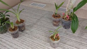 Для этих катасетумов период покоя не нужен! Исключение из правил. Катасетум или орхидея морковка.