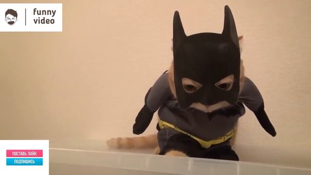 Самые смешные коты и кошки. Funny Video 01/2020