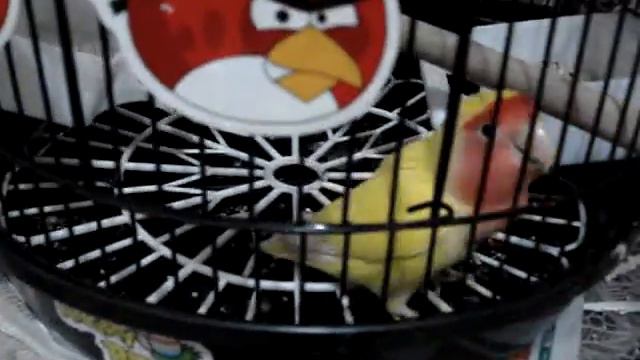 SHWINGKOI D' WONDERAWESOME ANGRY BIRD! SEPT. 29'2012 4:30 P.M. смотреть онлайн