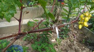 Правильное формирование кустов винограда ч 1