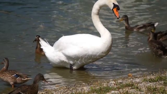 Sony SLT A35 - Štrkovec Full HD movie смотреть онлайн