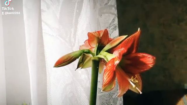 ускоренная съемка раскрытия бутонов у гиппеаструма.