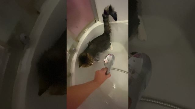 Помыть кошку