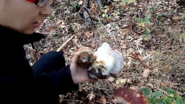 Boletus Pinicola & Edulis [ quercus pyrenaica] en ROBLE!!! смотреть онлайн