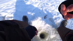 Поклёвки февральской плотвы на безнасадку! Рыбалка на реке!