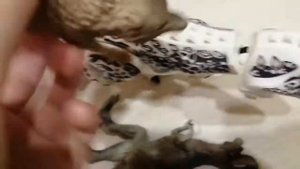 Индоминус рекс против тиранозавр