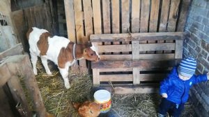 Быки разносят сарай