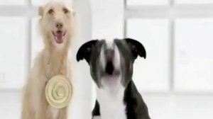 Собаки🐶🐕 ИСПОЛНЯЮТ ИМПЕРСКИЙ МАРШ!