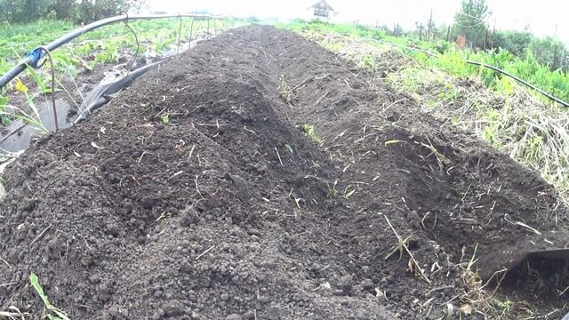 Посадка клубники весной 2022 смотреть онлайн