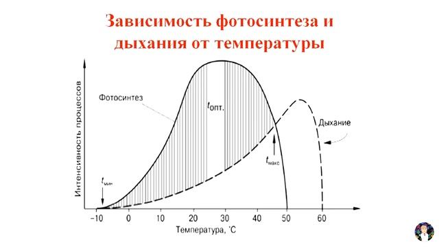 Как изменилась интенсивностьсинтеза и дыхания при перемещении растения в темную комнату