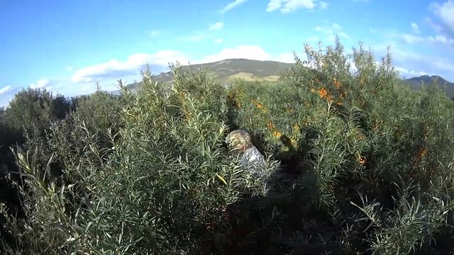 60+ (-40. Выпуск 31 оз. Малое Чебачье. курорт Боровое. смотреть онлайн