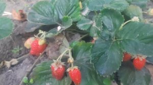 Урожайная клубника на весь сезон. "Чудо мира"