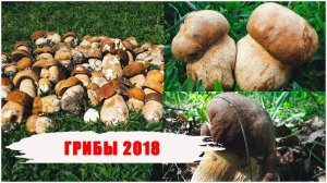 Грибы 2018. Белые, Лисички и другие. Орловская область. Жизнь в деревне.
