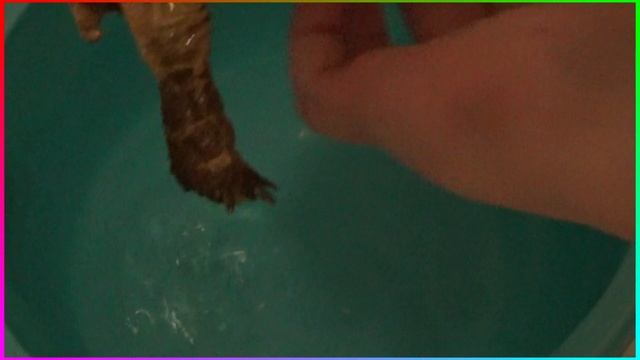 Как купать среднеазиатскую сухопутную черепаху смотреть онлайн