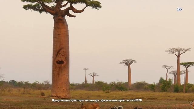 METRO (Баобаб) смотреть онлайн