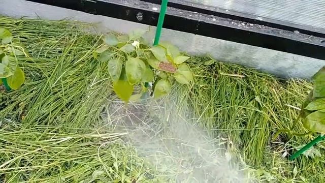 17 июня 2020г. ПОЛИВАЕМ ВСЁ огурцы перец томаты клубника смотреть онлайн