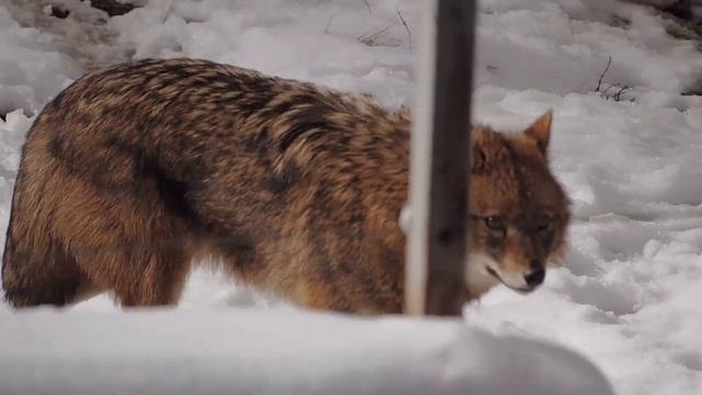 Зоопарк Тебердинского заповедника. Отдых в гостевом доме "Чегет" и оляпка на реке Теберда.