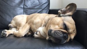 Французский бульдог спит и хропит 🤣 Sleeping French bulldog