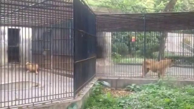 Животные в зоопарке Гуанчжоу смотреть онлайн