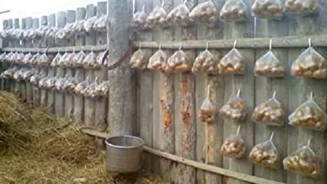 Как получить хороший урожай картошки. Проращивание картофеля перед посадкой. Ответы на вопросы.