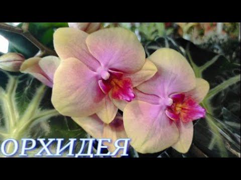 №671/ МОРЕ сортовых ОРХИДЕЙ в маг. ОРХИДЕЯ.