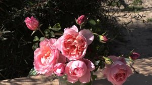 дам де шенонсо. чайно-гибридная роза, питомник роз полины козловой, rozarium.biz